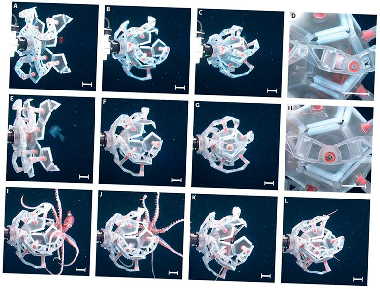 biologos desarrollan un dispositivo de origami impreso en 3d para capturar peces 5f6be1c807484