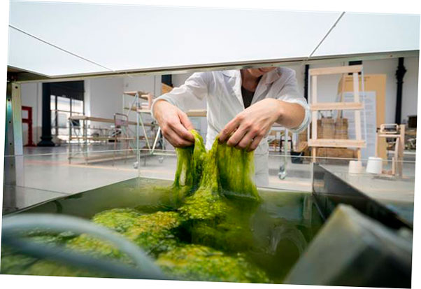 disenadores holandeses crean filamentos ecologicos utilizando algas y algas secas 5f6be0a2e6049