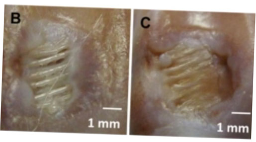 korean lab ayuda a fortalecer la biofabricacion mediante la impresion 3d 5f6be3e7c67f5