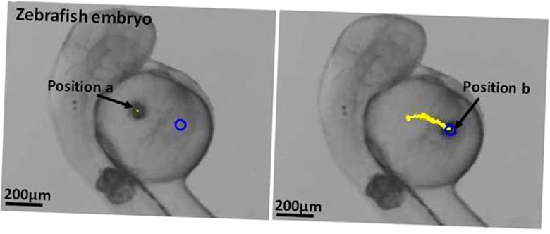 los investigadores de hong kong imprimen en 3d robots medicos microscopicos 5f6be39584c07