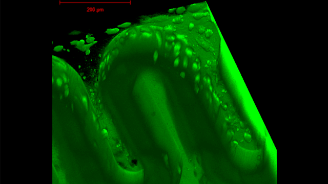 los investigadores de viena imprimen en 3d la barrera de placenta en un chip 5f6be055dae53