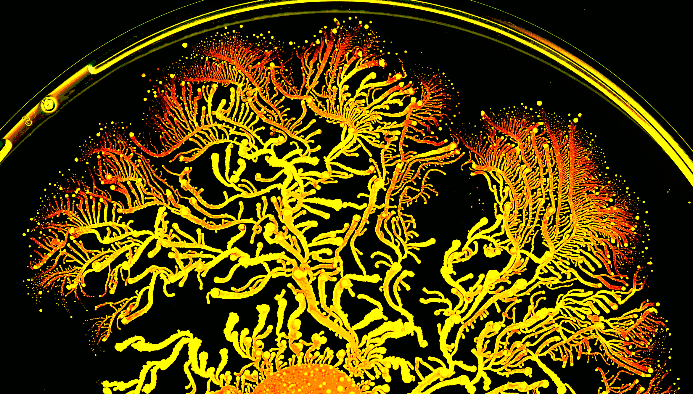 nuevos avances en impresion bacteriana 3d 5f6bea05e3fa9