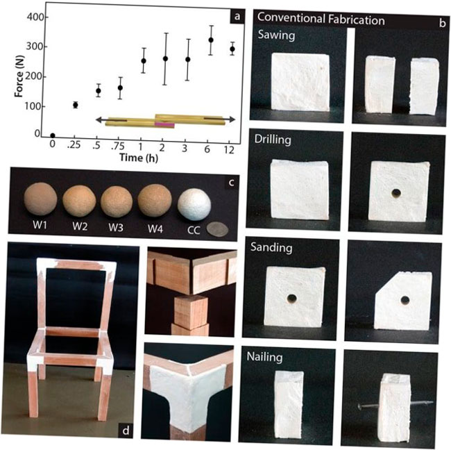 sutd utiliza material similar a los hongos para crear plastico biodegradable para impresion 3d 5f6be463f292b